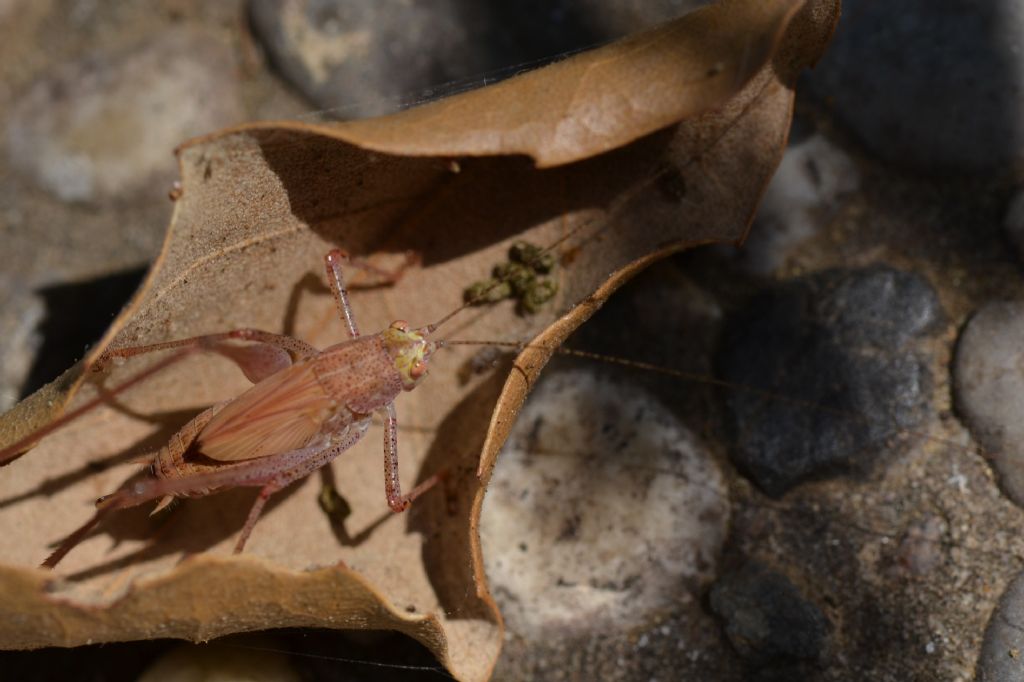 Neanide e ninfa di Phaneroptera sp.